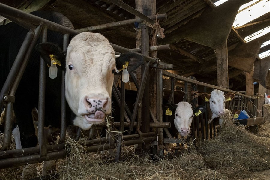 Bericht Contactpunt Lbv(-plus) voor Brabantse veehouders open bekijken